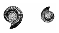 Ammonite 2